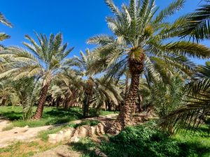 Preview wallpaper palm trees, tropics, nature