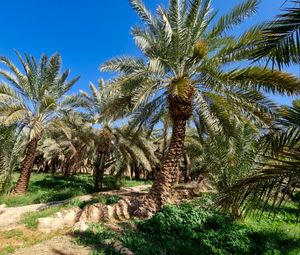 Preview wallpaper palm trees, tropics, nature