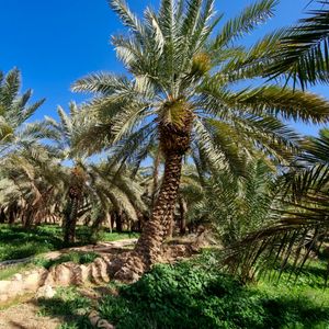 Preview wallpaper palm trees, tropics, nature