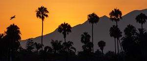 Preview wallpaper palm trees, tropics, sea, silhouettes, evening