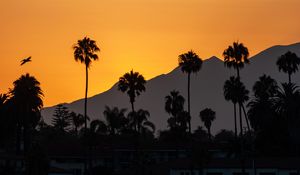 Preview wallpaper palm trees, tropics, sea, silhouettes, evening