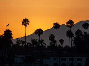 Preview wallpaper palm trees, tropics, sea, silhouettes, evening