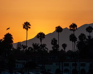 Preview wallpaper palm trees, tropics, sea, silhouettes, evening