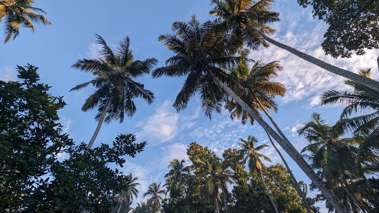 Wallpaper palm trees, tropics, sky, trees, branches