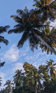 Preview wallpaper palm trees, tropics, sky, trees, branches