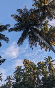 Preview wallpaper palm trees, tropics, sky, trees, branches