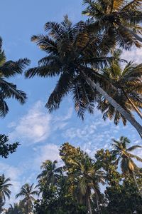 Preview wallpaper palm trees, tropics, sky, trees, branches