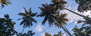 Preview wallpaper palm trees, tropics, sky, trees, branches