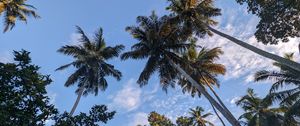 Preview wallpaper palm trees, tropics, sky, trees, branches