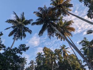 Preview wallpaper palm trees, tropics, sky, trees, branches