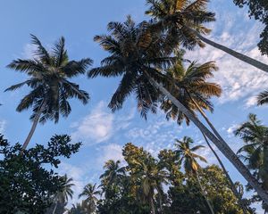 Preview wallpaper palm trees, tropics, sky, trees, branches