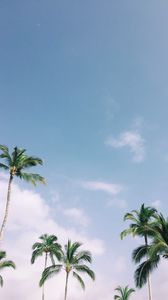 Preview wallpaper palm trees, tropics, sky, branches, leaves