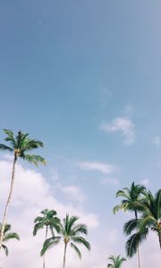 Preview wallpaper palm trees, tropics, sky, branches, leaves