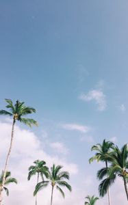 Preview wallpaper palm trees, tropics, sky, branches, leaves
