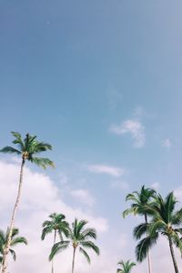 Preview wallpaper palm trees, tropics, sky, branches, leaves