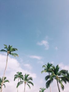 Preview wallpaper palm trees, tropics, sky, branches, leaves