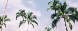 Preview wallpaper palm trees, tropics, sky, branches, leaves