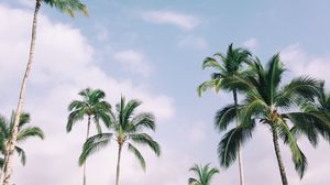 Preview wallpaper palm trees, tropics, sky, branches, leaves