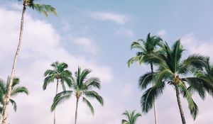 Preview wallpaper palm trees, tropics, sky, branches, leaves