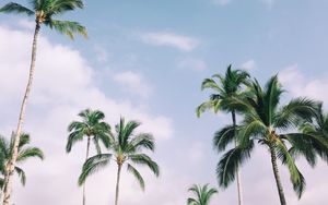 Preview wallpaper palm trees, tropics, sky, branches, leaves