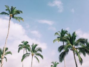 Preview wallpaper palm trees, tropics, sky, branches, leaves