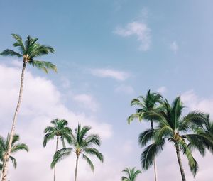 Preview wallpaper palm trees, tropics, sky, branches, leaves