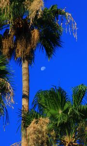 Preview wallpaper palm trees, tropics, sky, moon