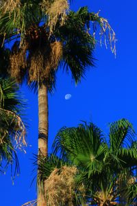 Preview wallpaper palm trees, tropics, sky, moon
