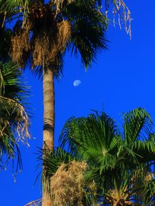 Preview wallpaper palm trees, tropics, sky, moon