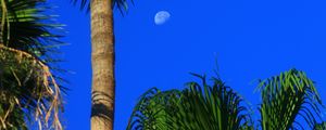 Preview wallpaper palm trees, tropics, sky, moon