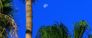 Preview wallpaper palm trees, tropics, sky, moon