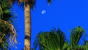 Preview wallpaper palm trees, tropics, sky, moon