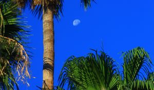 Preview wallpaper palm trees, tropics, sky, moon