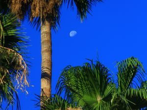 Preview wallpaper palm trees, tropics, sky, moon