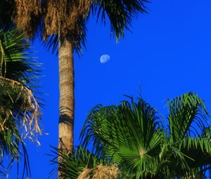 Preview wallpaper palm trees, tropics, sky, moon