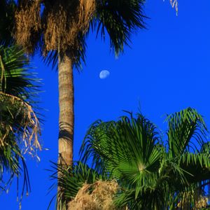 Preview wallpaper palm trees, tropics, sky, moon