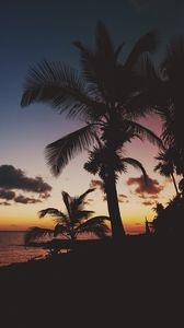 Preview wallpaper palm trees, tropics, sunset, branches, mexico