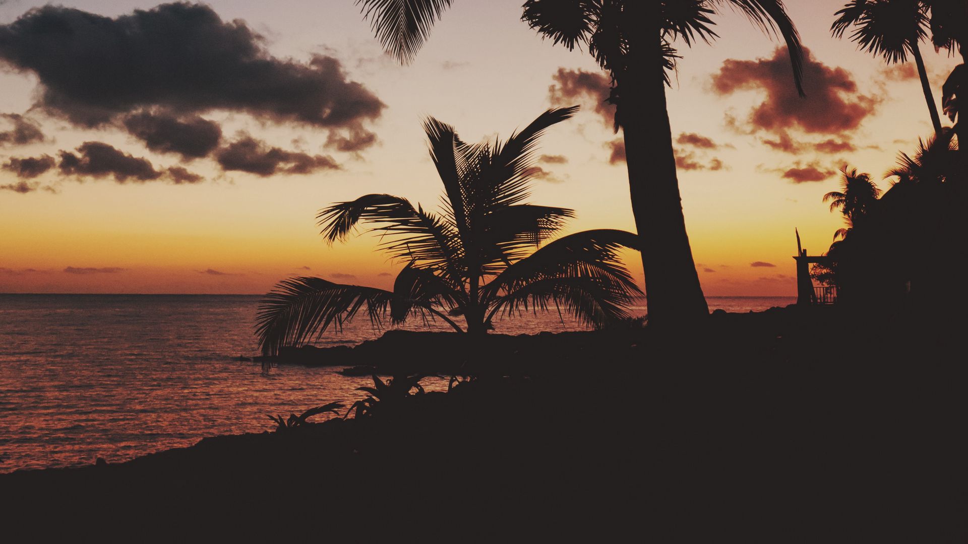 Download wallpaper 1920x1080 palm trees, tropics, sunset, branches ...