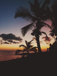 Preview wallpaper palm trees, tropics, sunset, branches, mexico