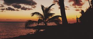 Preview wallpaper palm trees, tropics, sunset, branches, mexico