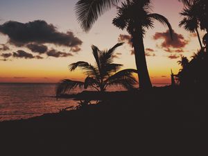 Preview wallpaper palm trees, tropics, sunset, branches, mexico