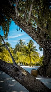 Preview wallpaper palm trees, tropics, trees, sand, beach