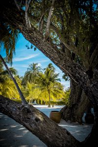 Preview wallpaper palm trees, tropics, trees, sand, beach