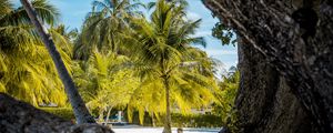 Preview wallpaper palm trees, tropics, trees, sand, beach