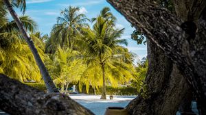 Preview wallpaper palm trees, tropics, trees, sand, beach