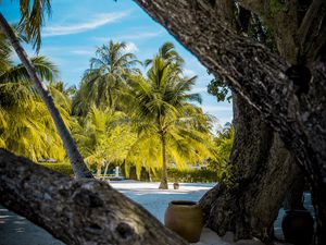 Preview wallpaper palm trees, tropics, trees, sand, beach