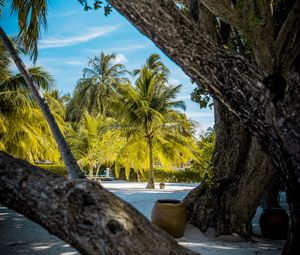 Preview wallpaper palm trees, tropics, trees, sand, beach