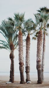 Preview wallpaper palm trees, tropics, trees, beach