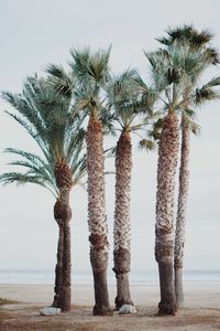 Preview wallpaper palm trees, tropics, trees, beach