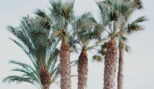 Preview wallpaper palm trees, tropics, trees, beach